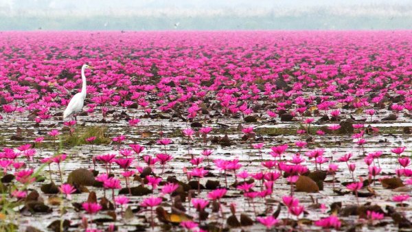 Кувшинка белая (Nymphaea Alba)