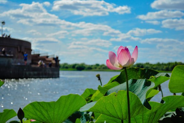 Красивый Лотос