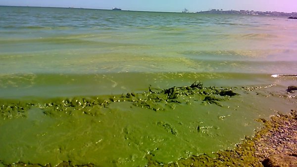 Одесса море зацвело