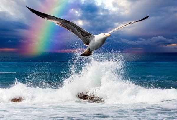 Альбатрос 3339