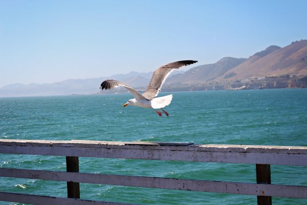 Чайки над морем