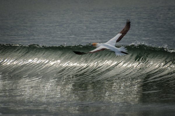 Альбатрос шторм