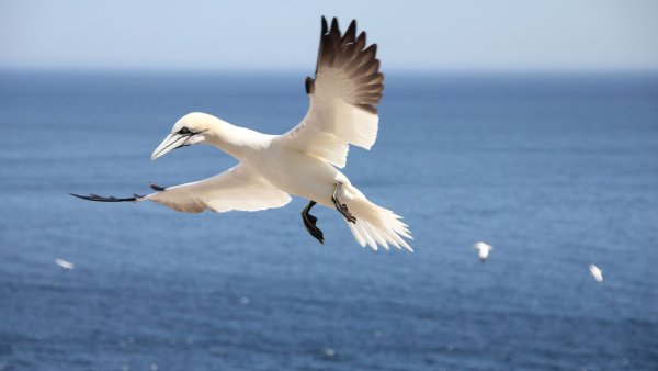 Олуша и Альбатрос