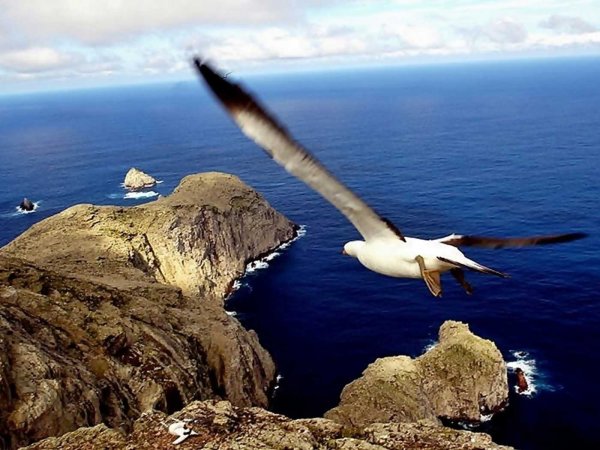 Птица парящая над океаном