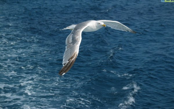 Чайка над морем