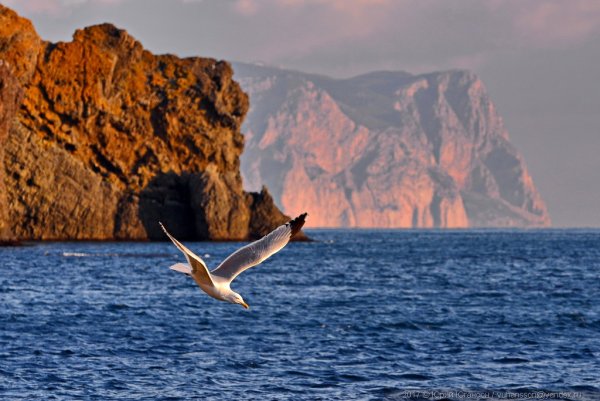 Море горы птица