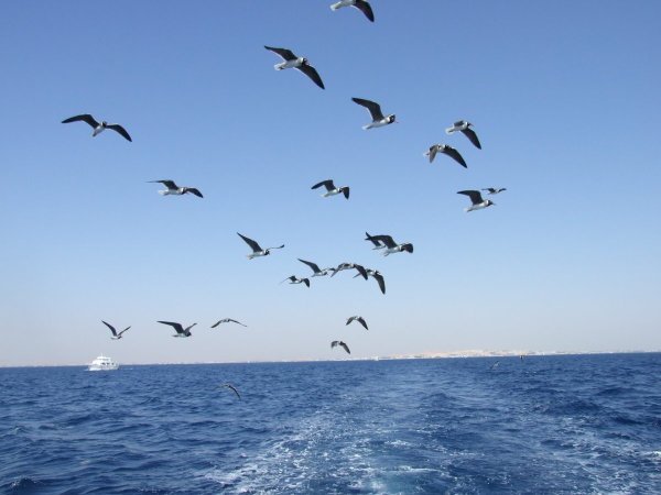 Альбатрос море