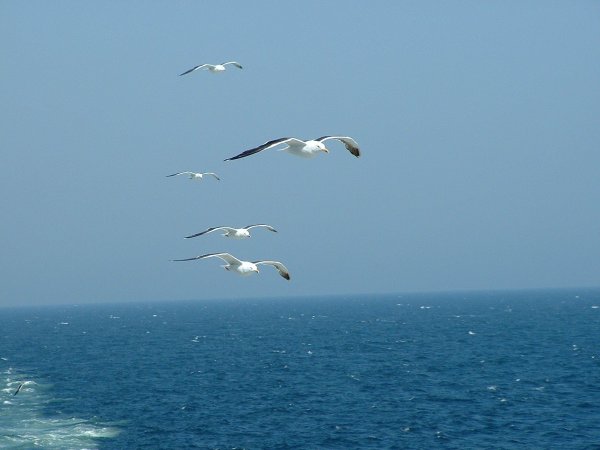 Чайка над морем