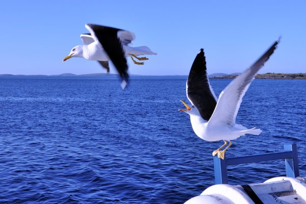 Альбатрос над морем