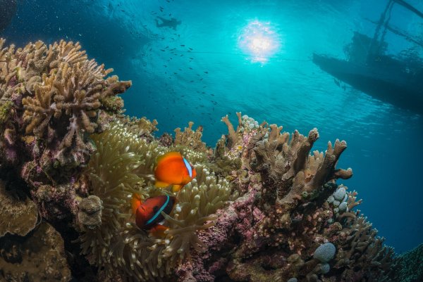 Рифы красного моря