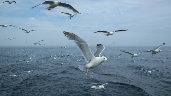 Баренцево море с Альбатросом