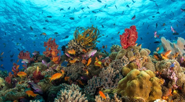 Атлантический океан коралловый риф