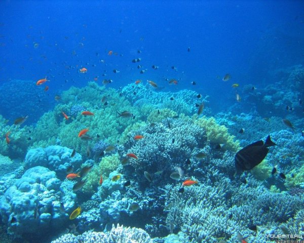 Шестилучевые коралловые полипы