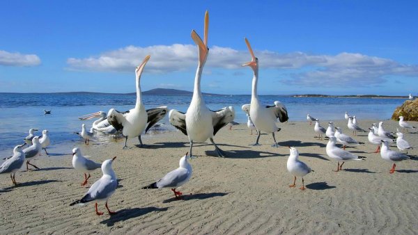 Альбатрос птица Азовское море