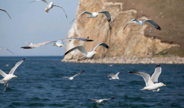 Стая альбатросов