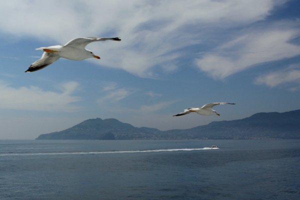 Море, Чайки