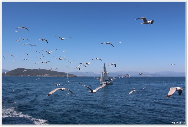 Чайки над морем