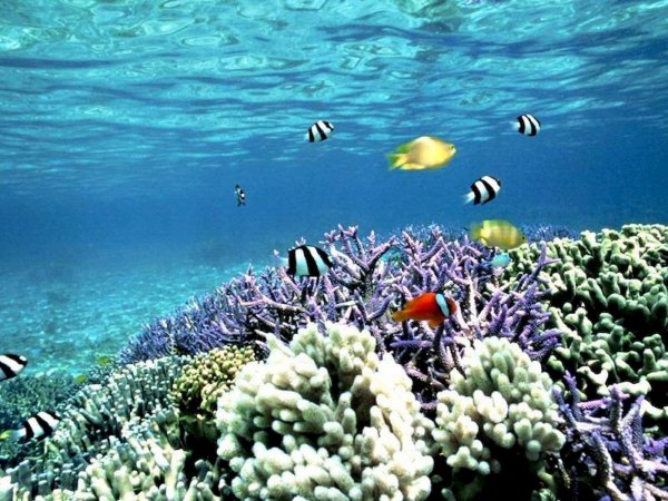 Подводный пейзаж