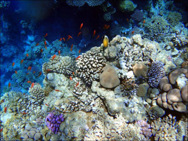 Красная медуза в Красном море