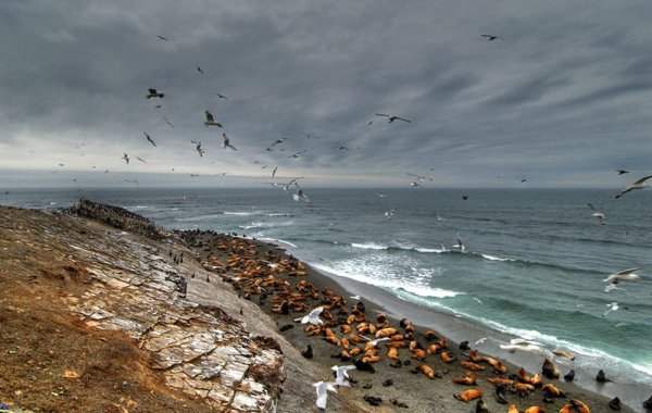 Остров Чаячий Сахалин