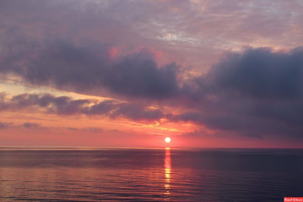 Щенок в Прибое