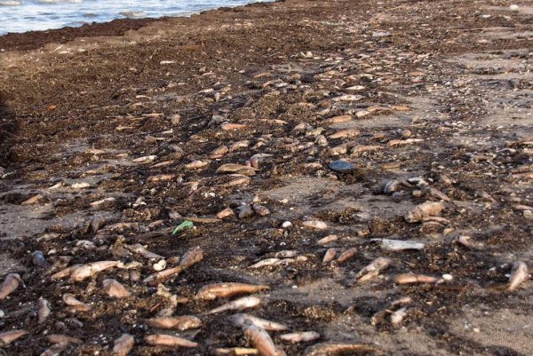 Загрязненное Балтийское море