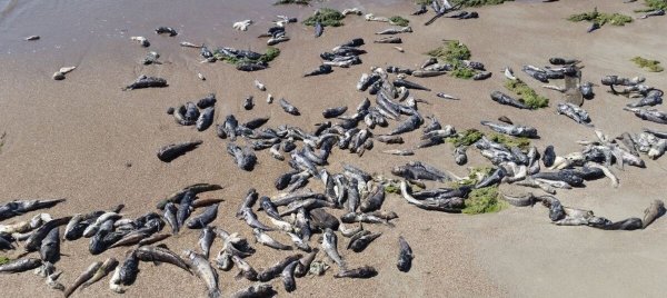 Балтийское море море загрязнение