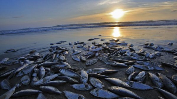 Разлив нефти в Санта Барбаре