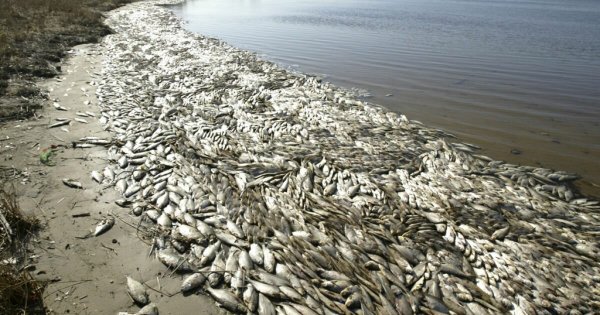 Экологические проблемы Балтийского моря