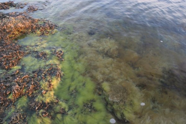 Рыболовство в Северном Ледовитом океане