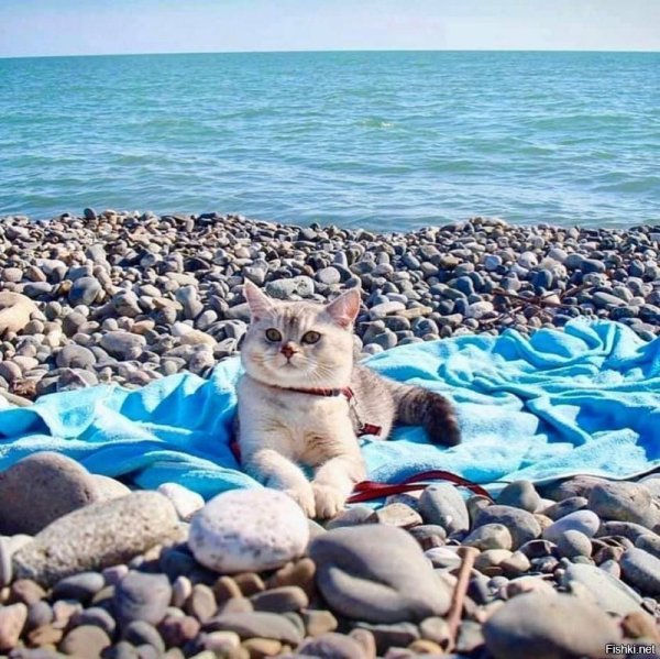 Кошка на пляже