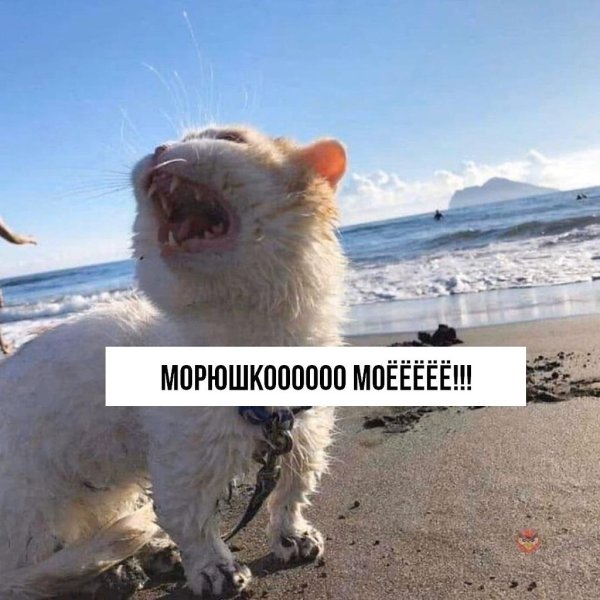 Морюшко кот