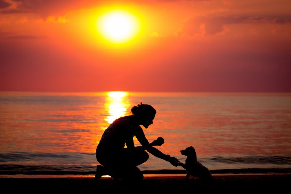 Ксения Шимановская художник