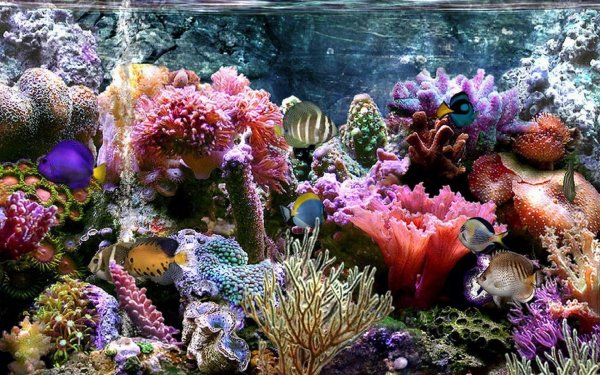 Морское дно