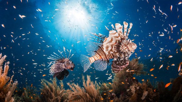 Художник Кристиан Риес Лассен