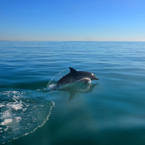 Афалины в черном море