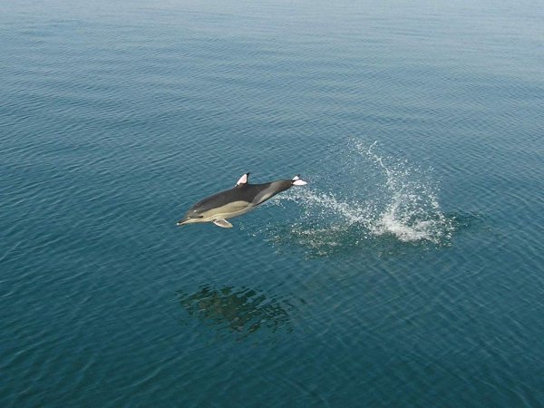 Дельфин Азовка в Азовском море