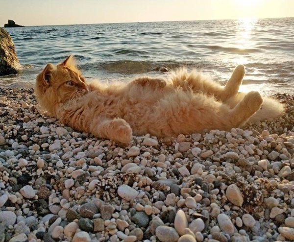 Рыжий кот на пляже