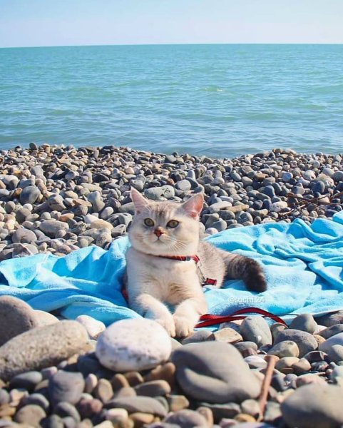 Кошка отдыхает