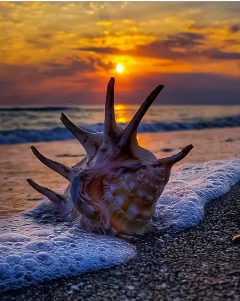 Ракушки на берегу моря