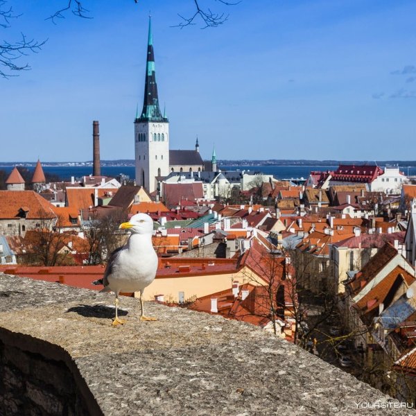 Эстония центр города