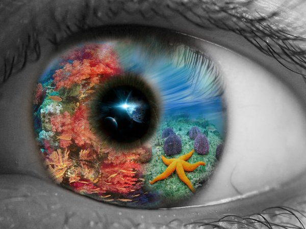 Мир глазами