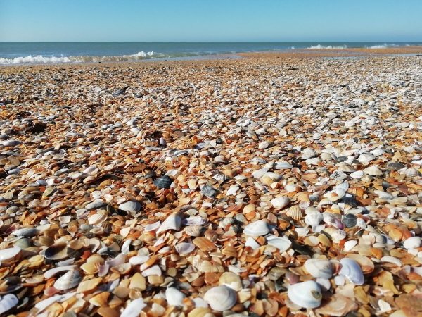 Ракушечный пляж в Анапе