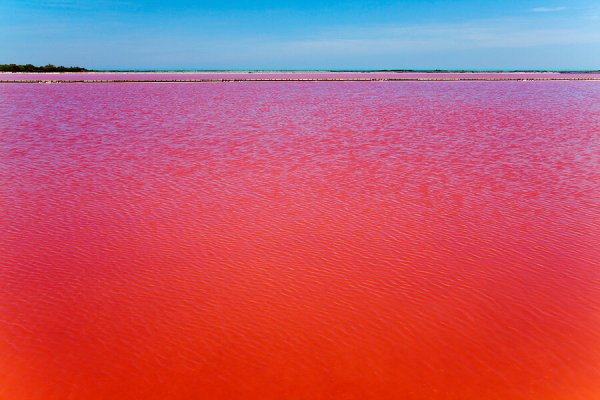 Красный фон и море крови