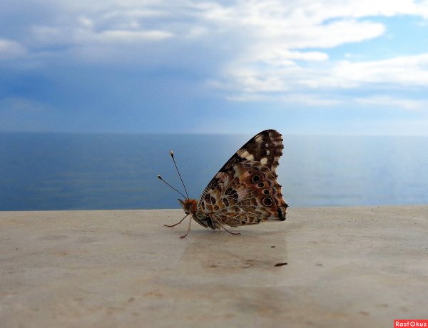 Бабочка над морем