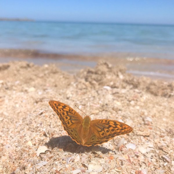 Пляж бабочек