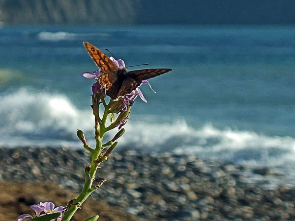 Море бабочек