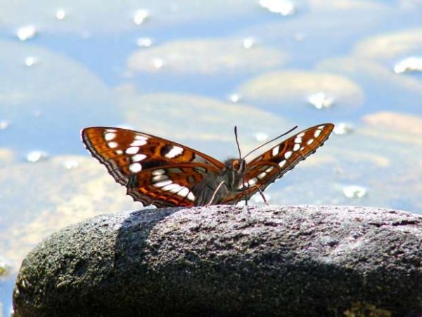 Мотыльки Байкала