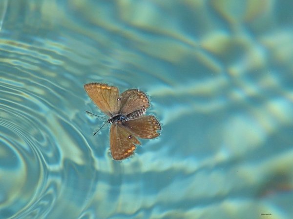 Бабочка над морем