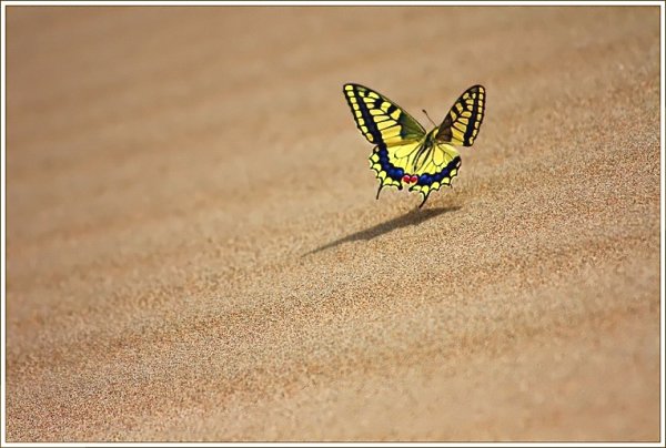 Песчаная бабочка